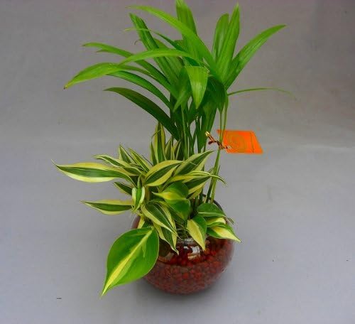Amazon ハイドロカルチャー寄せ植え ハイドロボール ２鉢セット バブ12 大人気のハイドロカルチャー観葉植物です ハイドロボールは無菌 無臭でとても清潔 また 水分を含ませるとマイナスイオンが発生します お部屋のインテリアや贈り物に最適です 観葉植物
