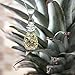 Honolulu Jewelry Company Sterling Silver with 14k Gold Plated Trim Pineapple Necklace Pendant with 18
