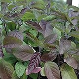 Krishna Tulsi Red Holy Basil Seeds (Ocimum sanctum) 100+ Rare Ayurvedic Medicinal Herb Seeds in FROZEN SEED CAPSULES for the Gardener & Rare Seeds Collector - Plant Seeds Now or Save Seeds for Years