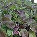 Krishna Tulsi Red Holy Basil Seeds (Ocimum sanctum) 100+ Rare Ayurvedic Medicinal Herb Seeds in FROZEN SEED CAPSULES for the Gardener & Rare Seeds Collector - Plant Seeds Now or Save Seeds for Years
