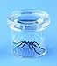 Bug Viewer with Magnifying Lid (Pack of 3 Bug Viewers)