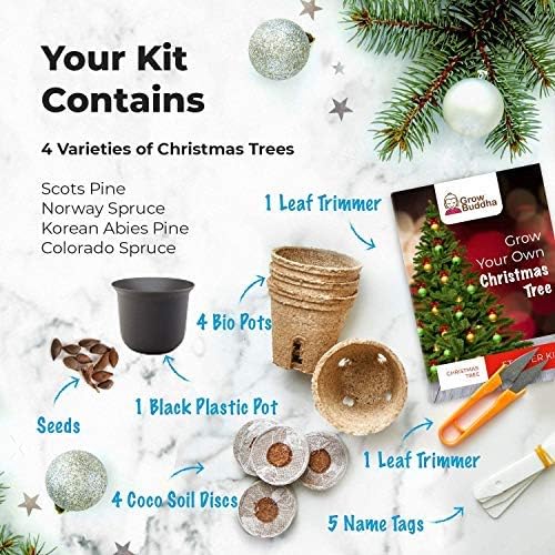 Grow Your Own Xmas Tree - Image 5