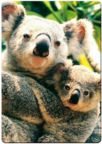 Koala bear and baby fridge magnet