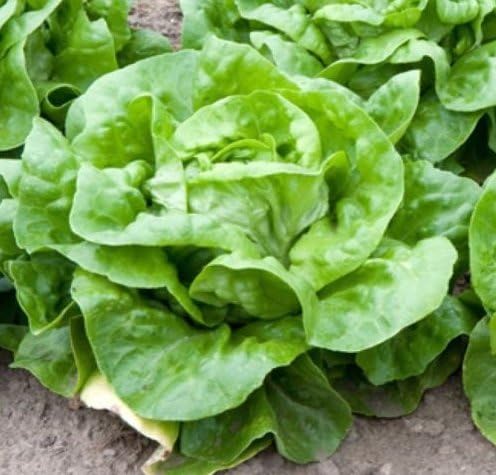 Fresh Boston White Lettuce 2000 Seeds Butter Head Non GMO