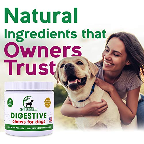 Digestive Supplement for Dogs Best Probiotic for Dogs That Helps with