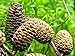 Aquatic Arts 50 Alder Cones | Shrimp Aquarium Decorations |pH Reducer & Buffering Water Treatment |Freshwater Fish Tank Supplies/Accessories