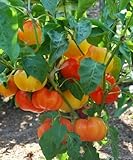 Alma Paprika Pepper - 20 Seeds - Great for Drying
