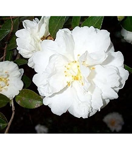 Daikagura Camellia Japonica Starter Plant – Red & White Flowering Evergreen Shrub – Zones 7-9 – Live Plant (No Pot)