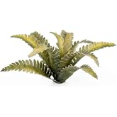Deer Fern