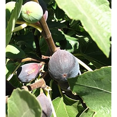 Black Mission Fig Tree Tree, Shipped in Soil Throughout The Winter, Five Gallon Container