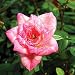 Baby Elizabeth Miniature Rose Bush - Fragrant/Hardy - 4" Pot