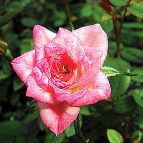 Baby Elizabeth Miniature Rose Bush - Fragrant/Hardy - 4