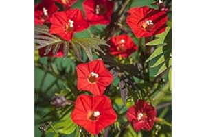 Outsidepride Climber Vine Seeds - 500 Pcs. Annual, Versatile, Hardy & Low Maintenance, Flower Seeds for Planting Vibrant Red Trumpet-Shaped Blooms, Great for Landscaping & Pollinator Gardens