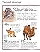 100 Facts Mammals