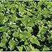 David's Garden Seeds Cover Crop Buckwheat D73101AS (White) Organic One Pound Package