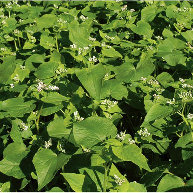 David's Garden Seeds Cover Crop Buckwheat D73101AS (White) Organic One Pound Package David's Garden Seeds Cover Crop Buckwheat D73101AS (White) Organic One Pound Package