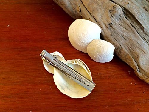 Clam Shell Hair Clip Barrettes with Surf Tumbled Sea Shells from Cape Cod Bay Set of 2 Three Inch Long Perfect Coastal Hair Accessory