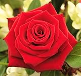 5 RED ROSE Rosa Bush Shrub Perennial Flower
