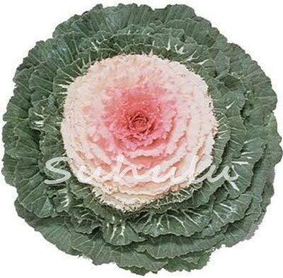 Amazon 10 熱い販売100ピースケール種子開花観賞キャベツ種子植物開花盆栽またはポットガーデン装飾花種子 花