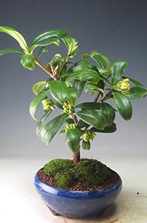 Amazon Co Jp バーゲン セール 白花沈丁花 ジンチョウゲ の鉢植え 今年の開花は終わっております Diy 工具 ガーデン