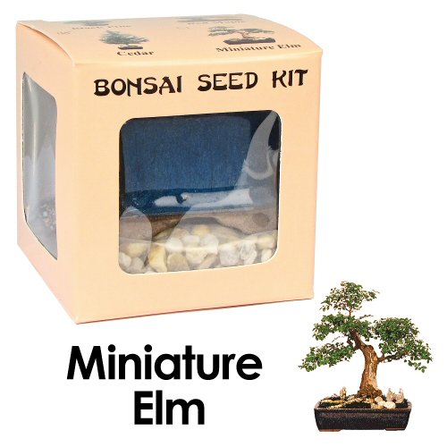 Eve s Miniature Elm Bonsai Seed Kit, Woody, Complete Kit to Grow Elm Bonsai from Seed