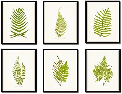 Vintage Ferns Botanical Print Set No.1 Set of 6 Giclee Fine Art Prints - Unframed