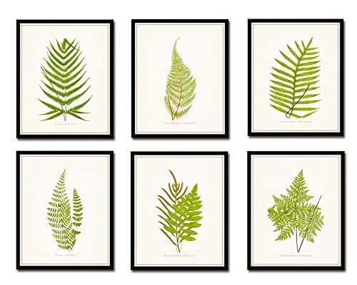 Amazon.com: Vintage Ferns Botanical Print Set No.1 Set of 6 Giclee Fine