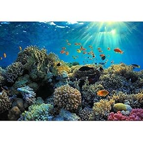 BRAND_NAMEBeautiful View of Sea Life