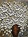 BACCOW Oil Painting 2424