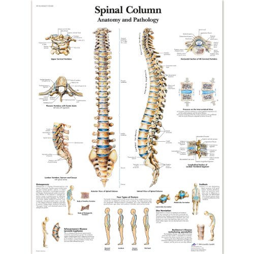3B Scientific – Laminado Columna Vertebral Humana Cartel – Anatomía & Patología – Póster Protegido contra UV y Polvo para Estudio, Enseñanza y Clínicas