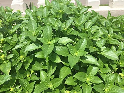 Amazon Com Albahaca Blanca Con Raiz White Basil Plant With Rooth