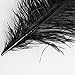 Bseash Natural Ostrich Feathers Bulk 12-14 inches (30-35cm) for Wedding Party Centerpieces, Flower Arrangement and Home Decoration (Black 50pcs)