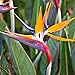 Orange Bird of Paradise Strelitzia Reginae Live Plant