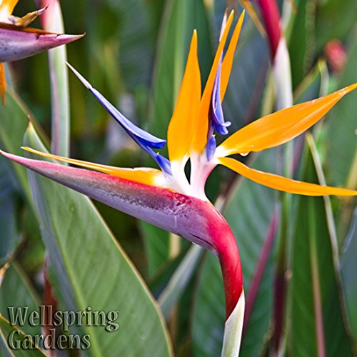 BIRD OF PARADISE LIVE PLANT Exotic Plants Orange Flower Strelitzia reginae BIRD OF PARADISE LIVE PLANT Exotic Plants Orange Flower Strelitzia reginae