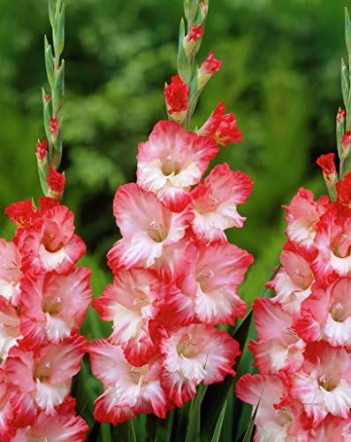 10 x Gladiolus 'Pink Lady' (corms) (pink Gladioli to grow at home)