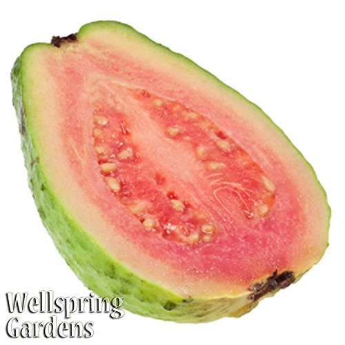 Tikal Guava Psidium guajava LIVE PLANT - Thumbnail 2