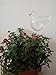 Creative Bird Shaped Hand Blown Transparent Glass Flower Automatic Waterer Plant Self Watering System for Garden House Outdoor Small Plant Potted Plant Water Bottle Waterer Container (Mini Bird)thumb 2