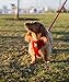 EcoBark Dog Leash - Soft & Reflective Comfort Training Leashes with Padded Handle - Strong Durable Heavy Duty - Training and Pulling for Small, Medium or Large Dogs (Red)