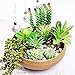 Artificial Succulent Plants 10 PCS, Unpotted Faux Assorted Succulent Plants Fake Cactus String of Pearls Succulent, Create Realistic Succulent Arrangements,Great Decor Accent for Home & Office