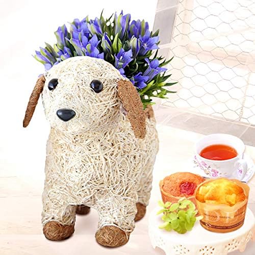 Amazon 敬老の日 の プレゼント 人気商品 花 リンドウ 3 5号鉢 おいもや ケーキ洋菓子 お菓子 花とスイーツ 敬老の日ギフト 花鉢 生花 りんどう イヌ白 おいもや 洋菓子ギフト 通販