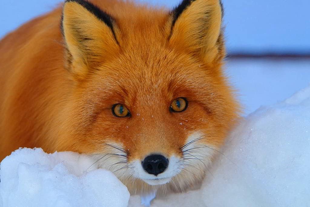 Amazon Co Jp A0 特大 ポスター キツネは銃口動物恐怖を見て 壁紙ウォールステッカーポスター A0 11x841mm Generic