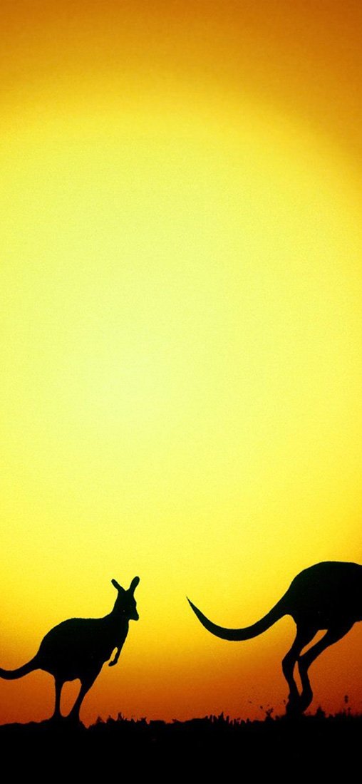 PeelitStickit Kangaroo, Animal Wall Murals ID-107, vinyl