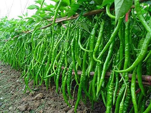 400+lon Indian Chilli Pepper Seed Spicy Giant hot Seed Bulk Pack Vegetable Chili (400)