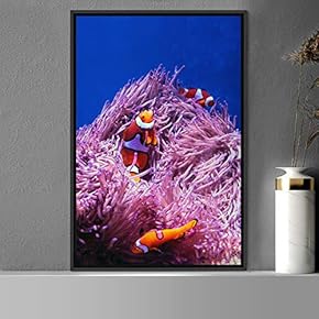 signwin Framed Canvas Wall Art Clownfish Bedroom Colorful...