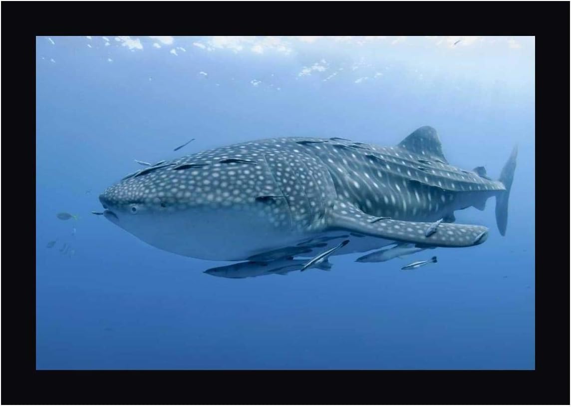Indonesia, Papua Whale Shark and remoras by Jones Shimlock 12" x 16" Black Framed Canvas Giclee Art Print - Ready to Hang