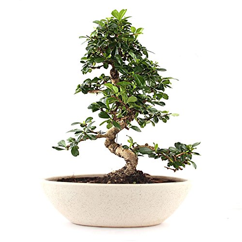 The Bonsai Plants Alluring Carmona Plant