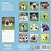 unp 2020 Pug Puppies Wall Calendar by Bright Day, 16 Month 12 x 12 Inch, Cute Dogs Puppy Animals Adorable Canine