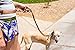 Hands Free Dog Leash for Running, Walking, Hiking, Durable Dual-Handle Bungee Leash, Reflective Stitching, Adjustable Waist Belt Fits up to 42