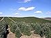 15 Seeds Fraser Fir, Fraser's Fir Abies fraseri NC, Roan Mt. Pine Tree, Christmas Tree