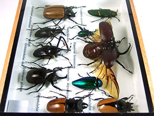 3 Display+Insect+Taxidermy+Small+Collectible